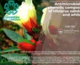 Antimicrobial activity and phenolic composition of varieties of Hibiscus sabdariffa L. with red and white calyces