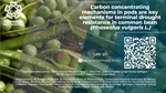 Carbon-concentrating mechanisms in pods are key elements for terminal drought resistance in Phaseolus vulgaris