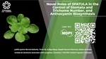 Novel Roles of SPATULA in the Control of Stomata and Trichome Number, and Anthocyanin Biosynthesis