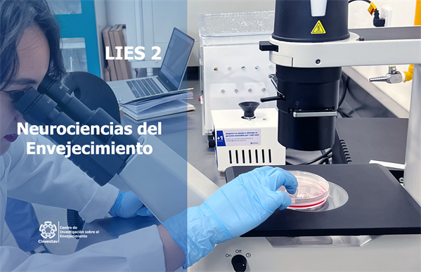 Neurociencias del envejecimiento