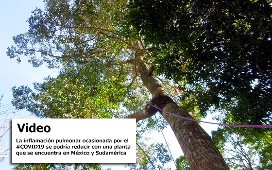 Propiedades antiinflamatorias de la  jacareubina de la planta Calophyllum