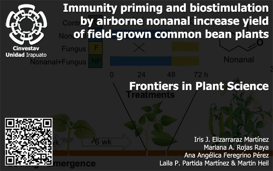 Immunity priming and biostimulation by airborne nonanal increase yield of field-grown common bean plants