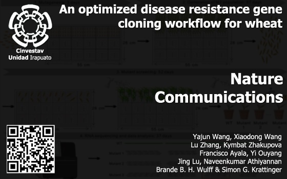 An optimized disease resistance gene cloning workflow for wheat
