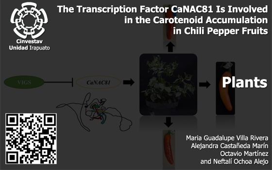 The Transcription Factor CaNAC81 Is Involved in the Carotenoid Accumulation in Chili Pepper Fruits