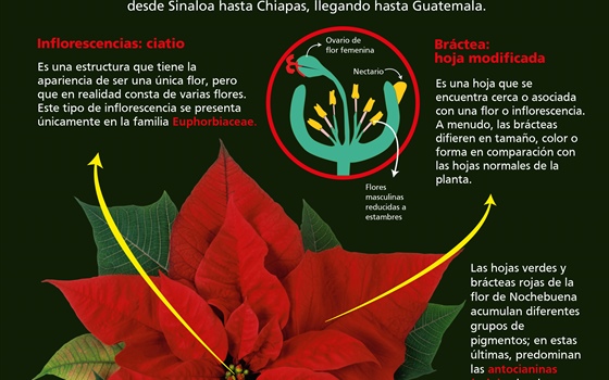 La flor de Nochebuena