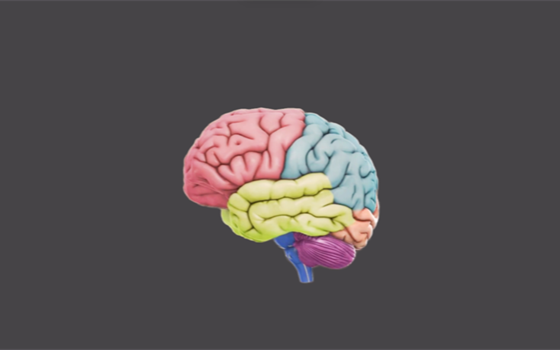 Cerebro humano: Regiones y enfermedades