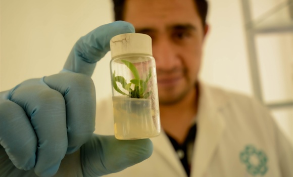 2025 Call for applications for the postgraduate program in  Plant biotechnology and Integrative Biology at Cinvestav Irapuato (Master's and Doctorate) for foreigners