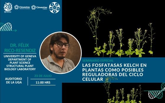 Las fosfatasas Kelch en plantas como posibles reguladoras del ciclo celular