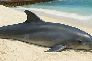 Influencia las actividades humanas en los varamientos de delfines