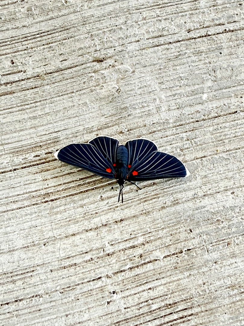 Entre los habitantes de la Unidad, destaca la mariposa Melanis, un pequeño tesoro natural que deslumbra con sus vibrantes colores y patrones únicos