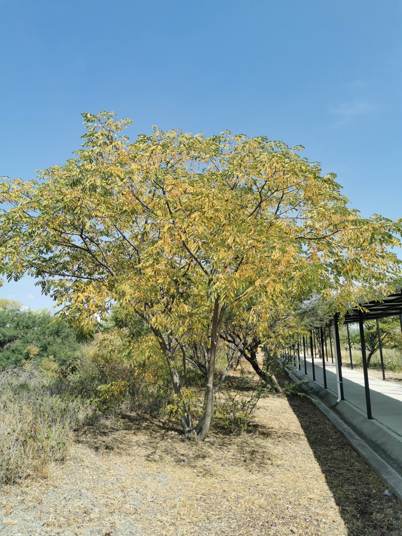 Cinvestav Querétaro