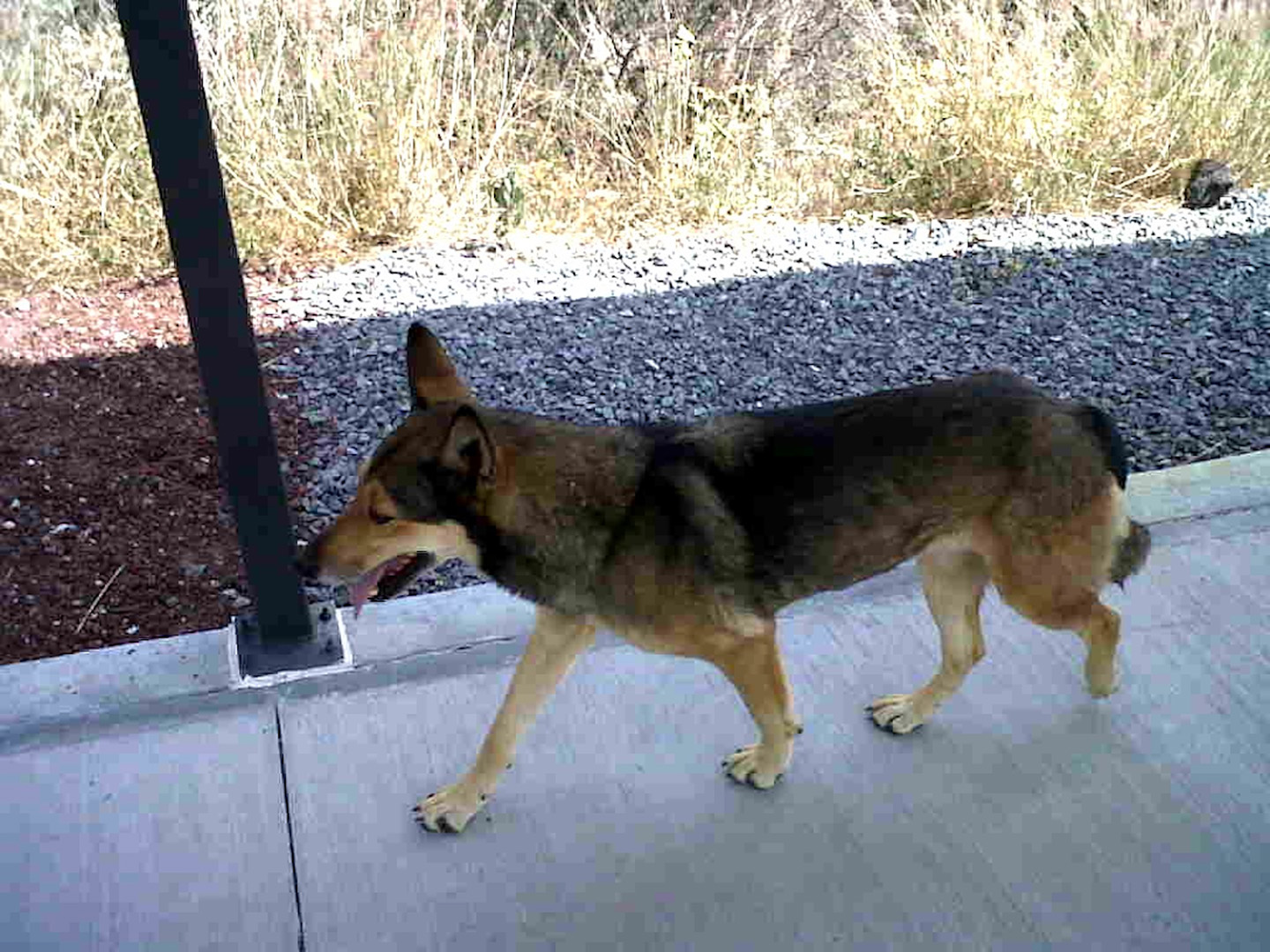 Una heroína inolvidable: La Coyota