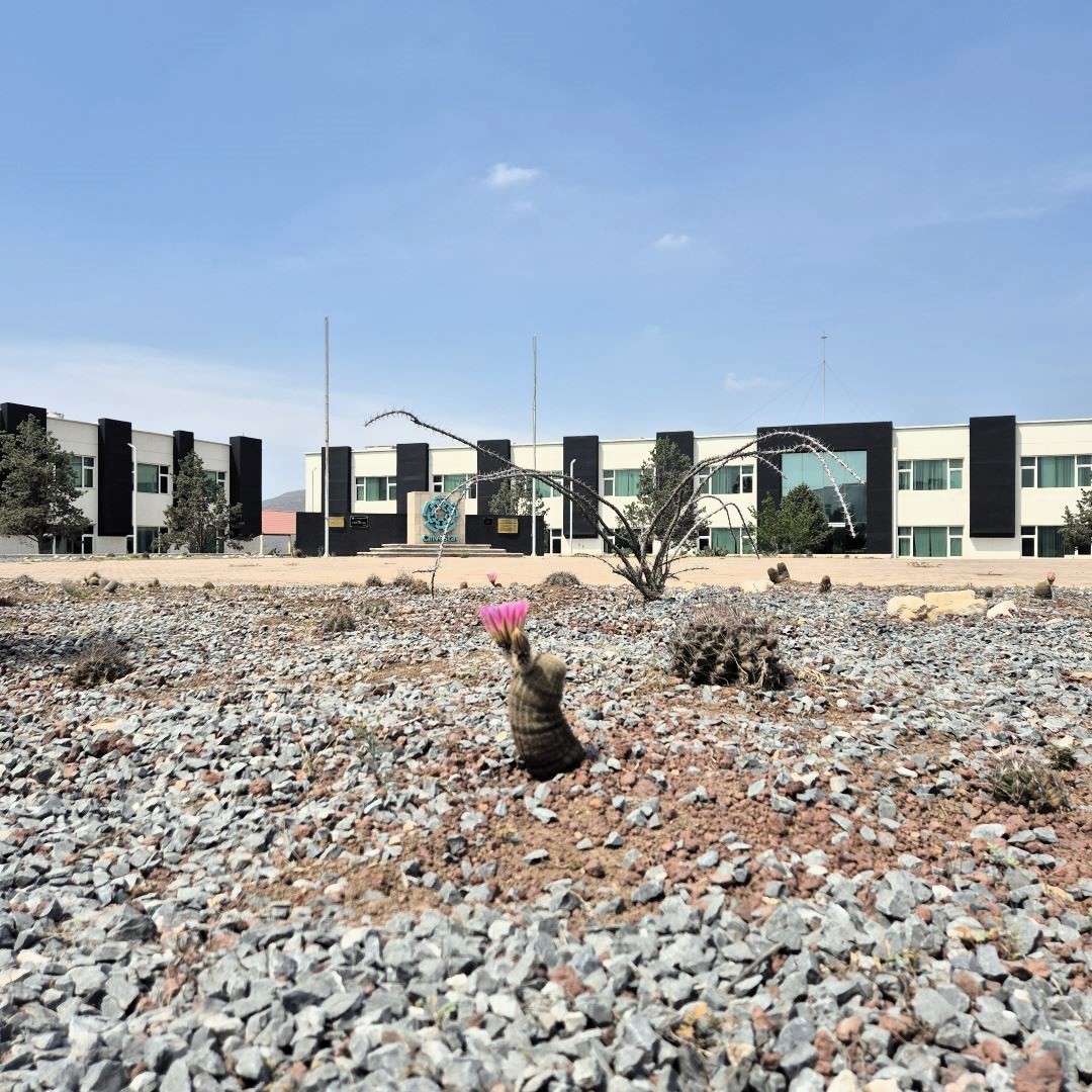 Cactus floreciendo explanada Cinvestav